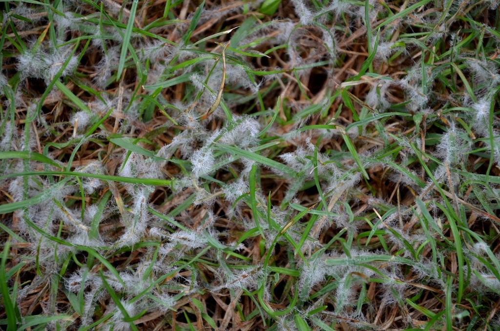 What Is Snow Mold On Grass and How Do You Treat It?